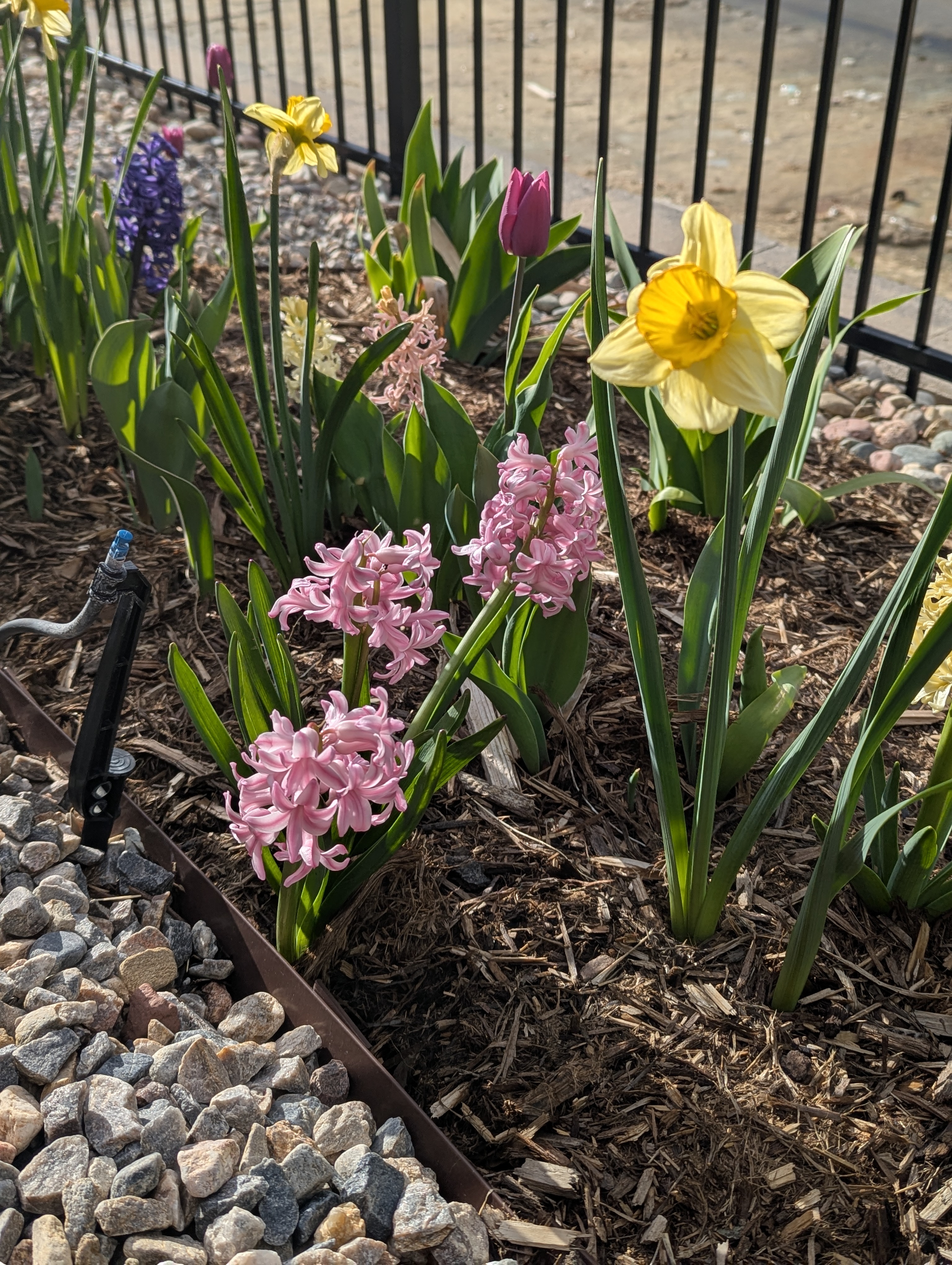 flowers, Morrison, Colorado